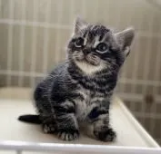 アメリカンショートヘア【埼玉県・男の子・2021年9月21日・シルバークラシックタビー】の写真2