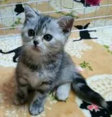 アメリカンショートヘア【埼玉県・女の子・2019年4月30日・シルバーパッチドタビー】の写真2「まん丸顔でとてもチャーミングな可愛い子です♪6/22撮影」