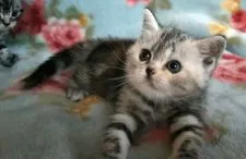 アメリカンショートヘア【埼玉県・女の子・2019年4月30日・シルバーパッチドタビー】の写真3「まん丸顔、ほっぺと口元がぷっくりしているのでとても可愛いです♪♪」