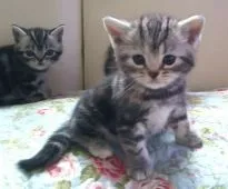 アメリカンショートヘア【埼玉県・女の子・2019年4月30日・シルバーパッチドタビー】の写真3「今のところ、パッチド特有のクリーム色はほんの少し頭に赤毛は腰まわりに薄く出ています。」