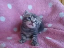 アメリカンショートヘア【埼玉県・男の子・2017年7月5日・ブルータビー】の写真5「日々いろいろな表情を見せてくれます♪」