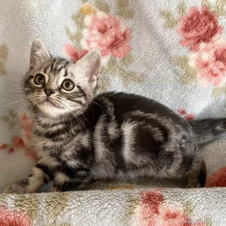 ID:2506-00198の子猫