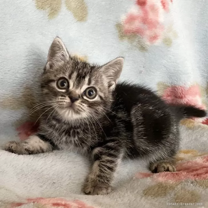 ID:2506-00208の子猫