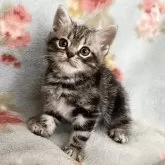 アメリカンショートヘア