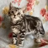 アメリカンショートヘア