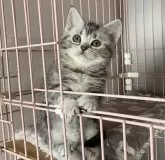 アメリカンショートヘア【埼玉県・女の子・2024年11月10日・シルバーパッチドタビー】の写真3