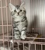 アメリカンショートヘア【埼玉県・女の子・2024年11月10日・シルバーパッチドタビー】の写真4