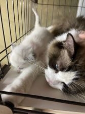 ラグドール【・女の子・2019年4月21日・シールポイントバイカラー】