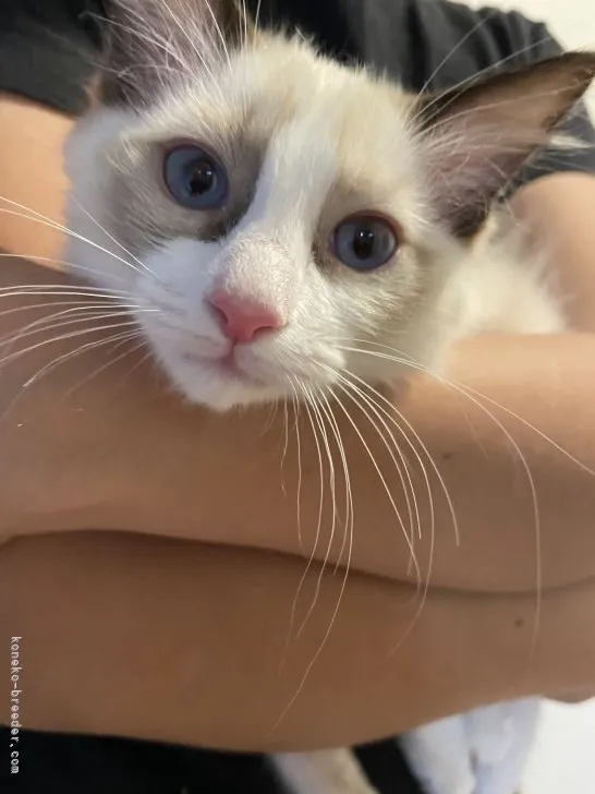 ID：2202-01546の子猫