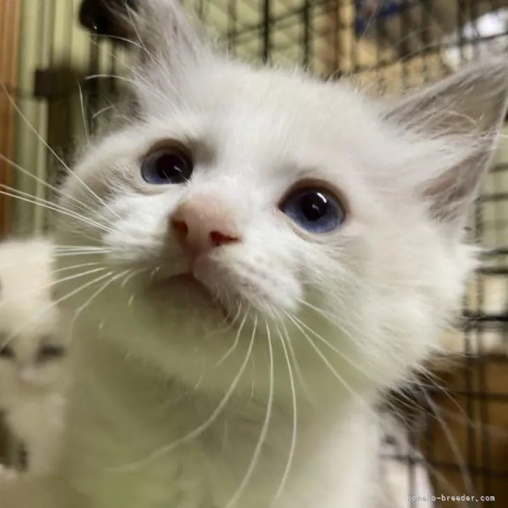 ID：2211-01406の子猫