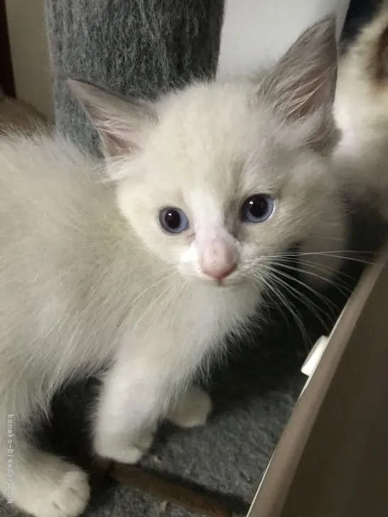 ID:2108-02593の子猫