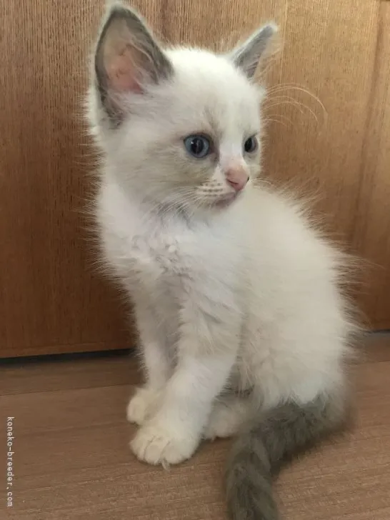 ID:2107-00749の子猫