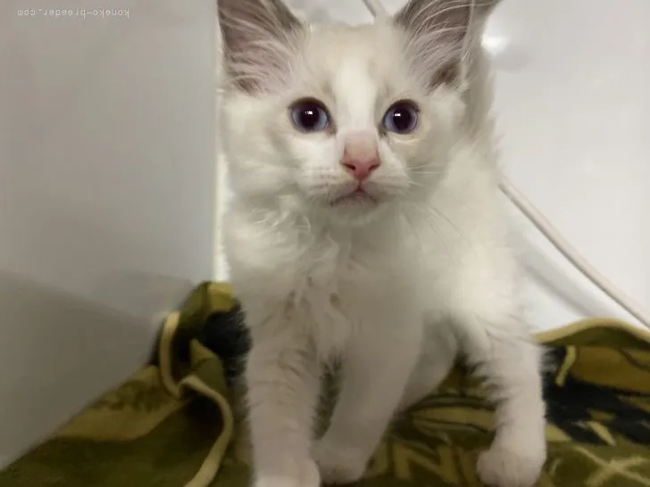 ID：2110-00865の子猫