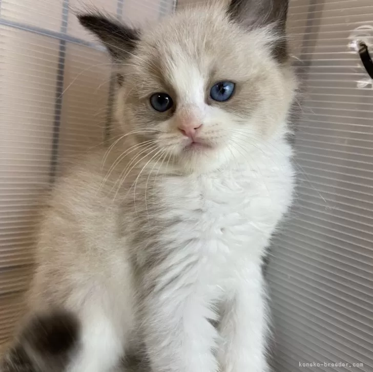 ID：2404-02653の子猫