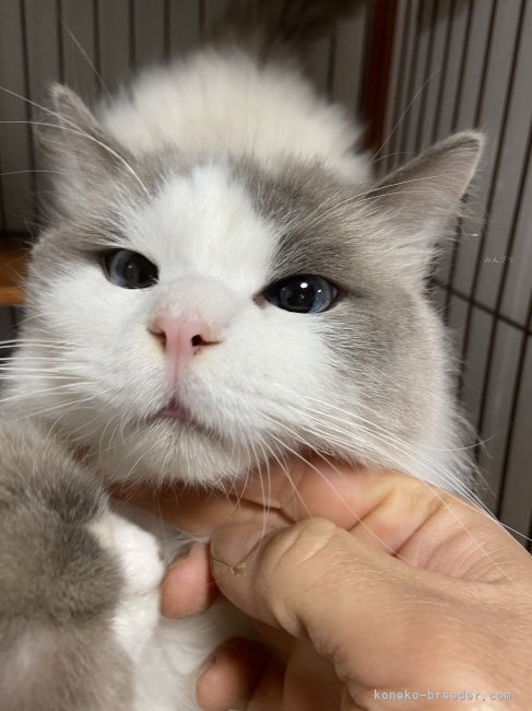 ラグドール【・男の子・2022年9月17日・ブルーポイントバイカラー】