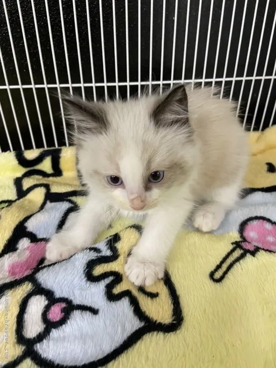 ID:2112-00870の子猫