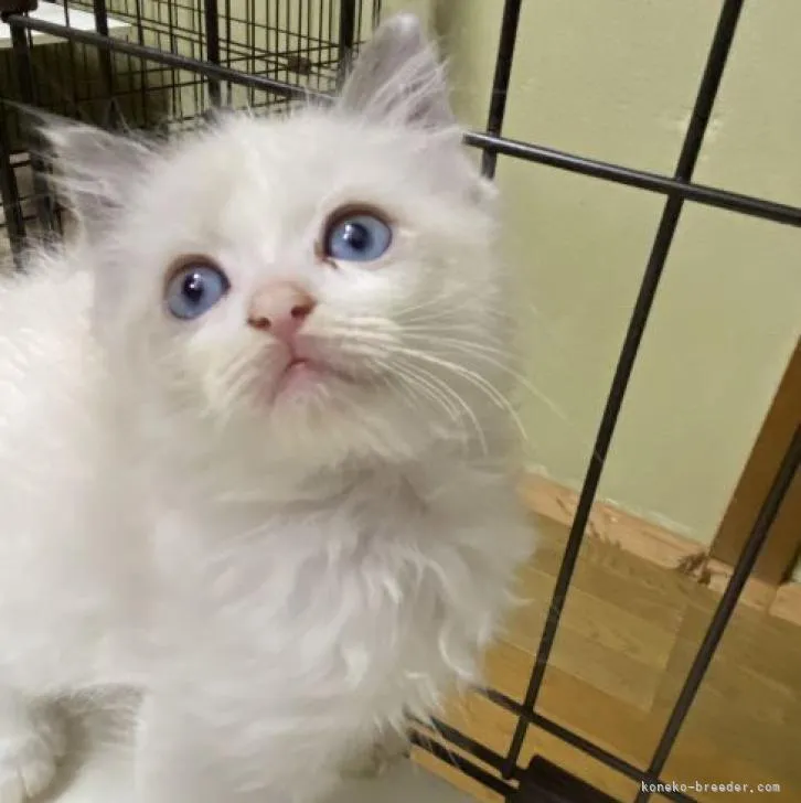 ID:2210-00912の子猫