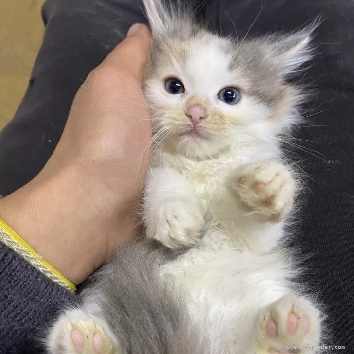 ID：2403-00272の子猫