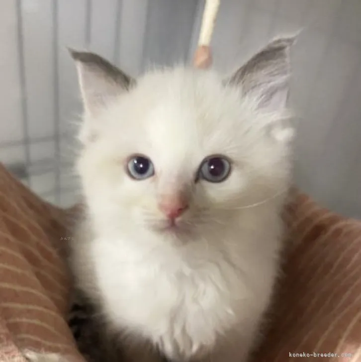 りお 様のお迎えした子猫
