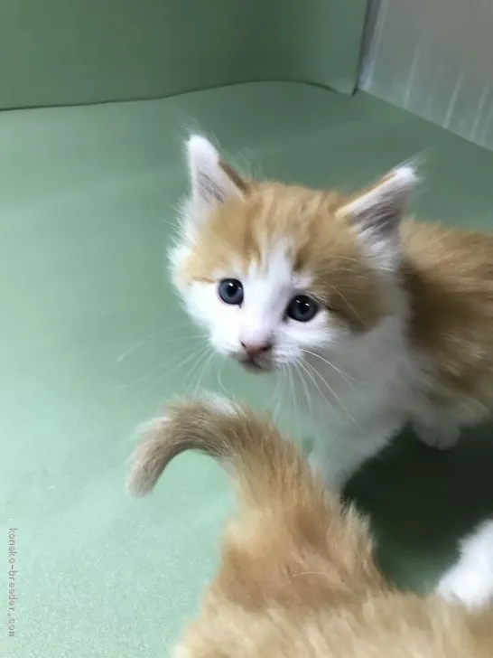 ID：2002-00987の子猫