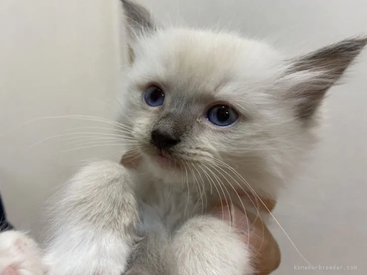 ID:2111-01664の子猫