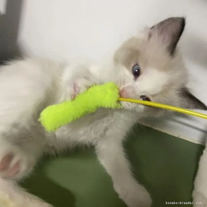 ID：2206-01493の子猫