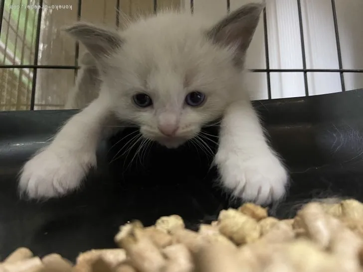 ID：2203-01325の子猫