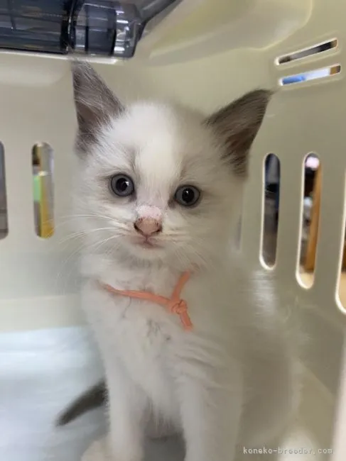 ID：2205-01253の子猫