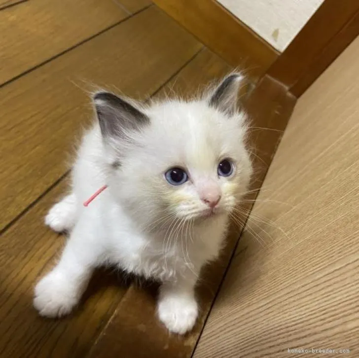 ID：2209-00113の子猫