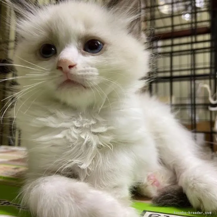 ID：2211-01379の子猫