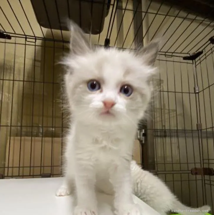 ID：2212-01667の子猫