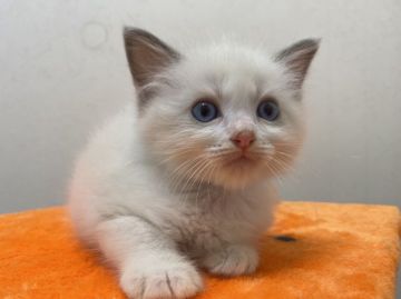 ラグドール【千葉県・男の子・2021年8月8日・ブルーポイントバイカラー】の写真「モフモフなイケメン子猫」