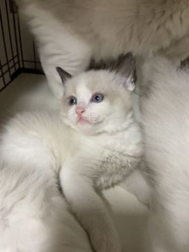 ラグドール【千葉県・男の子・2022年2月25日・ブルーポイントバイカラー】の写真「将来性抜群なモフモフッ　前回子猫の成長写真有」