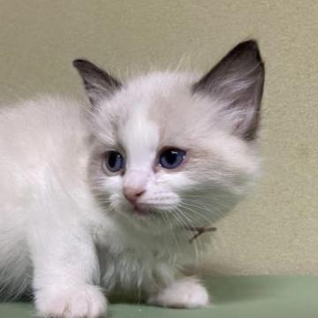 ラグドール【千葉県・女の子・2022年12月17日・シールポイントバイカラー】の写真「将来性抜群ラグドール‼️」