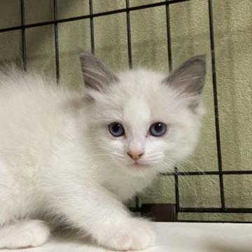 ラグドール【千葉県・女の子・2022年12月17日・ブルーポイントバイカラー】の写真「将来性抜群の神楽子猫‼️」