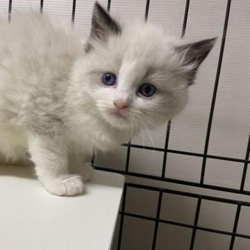 ラグドール【千葉県・女の子・2023年1月8日・シールポイントバイカラー】の写真「デカいモフモフで可愛い」