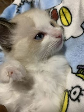 ラグドール【千葉県・男の子・2019年12月10日・シールポイントバイカラー】の写真「のんびりマイペース」