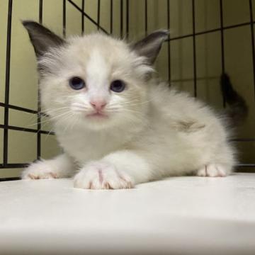 ラグドール【千葉県・男の子・2022年10月1日・シールポイントバイカラー】の写真「綺麗なハチワレとのんびりやさん」