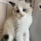 ラグドール【千葉県・男の子・2024年3月15日・シールポイントバイカラー】の写真1「キリッとイケメン」