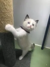 ラグドール【千葉県・女の子・2021年7月10日・シールポイントバイカラー】の写真1