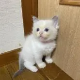 ラグドール【千葉県・女の子・2022年8月1日・ブルーポイントバイカラー】の写真1