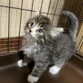 ノルウェージャンフォレストキャット【千葉県・男の子・2022年9月14日・ブラウンタビー】の写真1