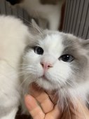 ラグドール【・男の子・2022年9月17日・ブルーポイントバイカラー】