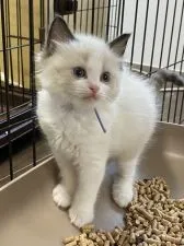 ラグドール【千葉県・男の子・2021年11月22日・シールポイントバイカラー】の写真2