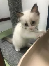 ラグドール【千葉県・女の子・2021年7月10日・シールポイントバイカラー】の写真5