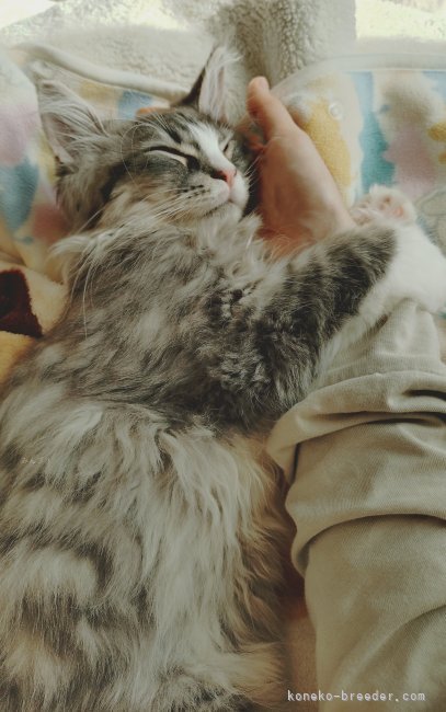 太田克彦ブリーダーのブログ：ぎん太くんとベルくんとジャスティン