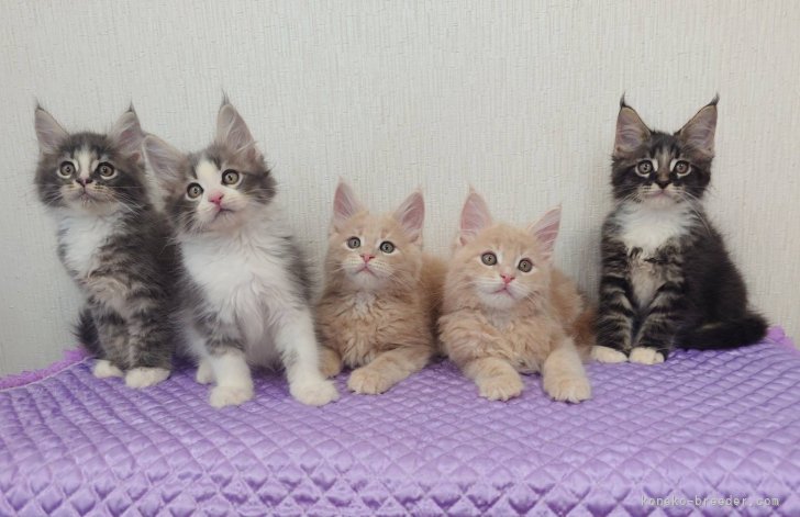 太田克彦ブリーダーのブログ：明後日お引渡しの５ニャン＆7月の猫型パン＆オーナーさまより