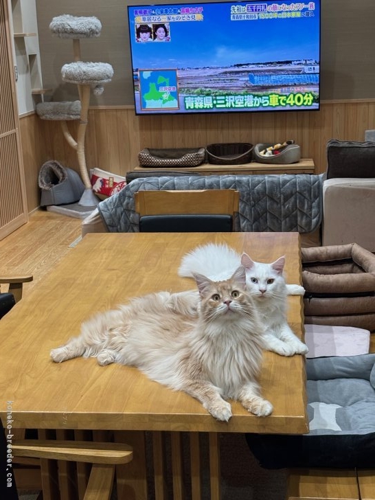 太田克彦ブリーダーのブログ：5ニャン便り