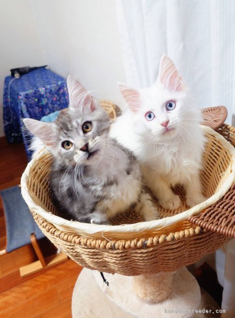 太田克彦ブリーダーのブログ：明日お引き渡しの2ニャンと猫パン