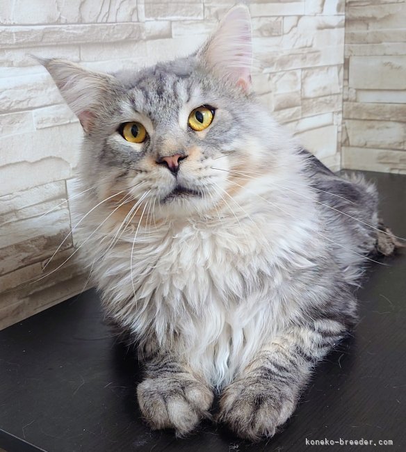 メインクーン【・男の子・2024年7月3日・シルバータビー】